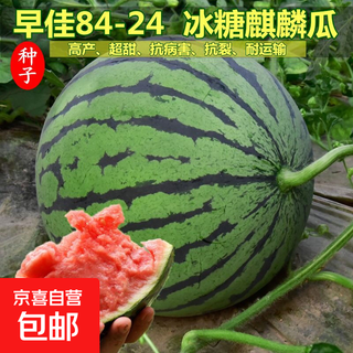 Watermelon set, watermelon seeds, watermelon balcony potted farmhouse garden melon seeds, various kinds of rock sugar kirin watermelon seeds, 2 packs, about 100 pieces
