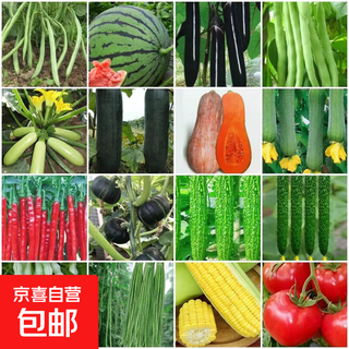16 kinds of spring vegetable seeds, high-yielding cucumber, string beans, green beans, watermelon, pepper, farm potted loose, green bitter melon + loofah + cucumber + green beans 3 packs each