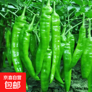 Goat pepper seeds, high yield, non-spicy, large fruit, goat pepper seeds, balcony garden potted vegetable seeds, goat pepper seeds, 1 pack, about 300 pieces
