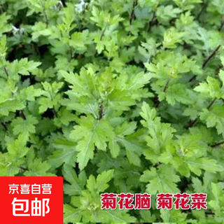 Chrysanthemum brain seeds nanjing chrysanthemum brain chrysanthemum chrysanthemum vegetables four seasons wild chrysanthemum field chrysanthemum multiple picking wild vegetable seeds chrysanthemum leaf seeds / bag about 300 capsules 5 bags