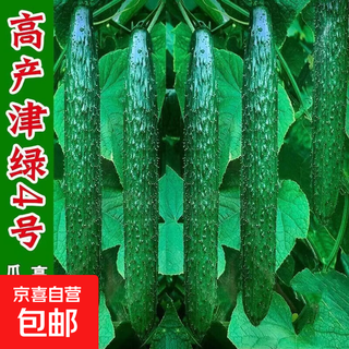Jinyan no. 4 cucumber seeds, green fleshy fruits, spring and autumn seasons balcony potted high-yield vegetable seeds, seedlings, jinyan no. 4 seeds, 1 pack of about 50 seeds