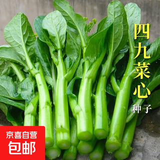 Sowing sijiu cabbage seeds in all seasons, high temperature resistant balcony potted ground planting, easy to grow vegetables and greens, sijiu cabbage seeds, 1 pack, about 1500 pieces, original factory packaging