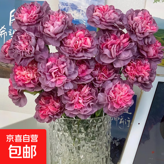 Wildpferd-nelke, klassische retro-einzelkopf-frischschnittblumen, yunnan-basis, frisch in wasser gesammelt und für eine lange blütezeit kultiviert, wildpferd-einzelkopf-nelke, 20 stiele (18 stiele + 2 stiele, verlustverhütung)