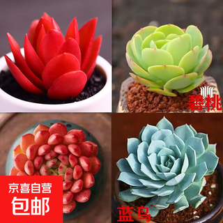Plantas suculentas los paquetes de suculentas se seleccionan al azar y no se repiten. oficina balcón interior exterior serie roja, festival del fuego, melocotón, rubí, pájaro azul + tierra para macetas