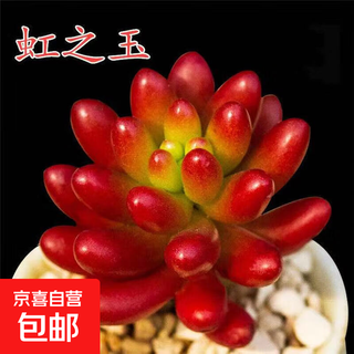 Rainbow jade succulent color series red boutique succulent office indoor balcony desktop rainbow jade seedling 2-3cm 1 piece