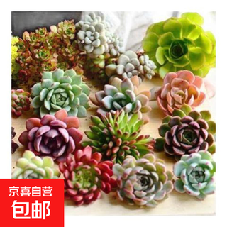 Succulent plants succulent package randomly unduplicated selected office indoor balcony outdoor red series random 6 succulents unduplicated