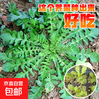 Shandong shouguang vegetable seeds collection, coriander seeds, green vegetables, tomatoes, spinach, watermelon, shallots, lettuce, rapeseeds, 10,000 shepherd's purse seeds