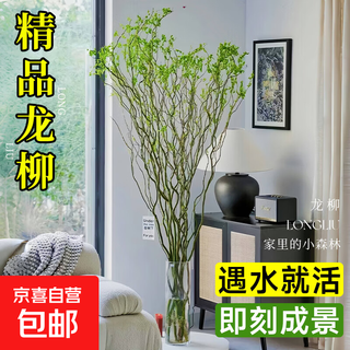 Dragon willow fresh branches hydroponic plant snow willow dried branches with buds and willow branches living room green plants and flowers indoor potted plants easy to grow dragon willow fresh branches 60cm high 10 branches pruned and delivered + nutrient solution