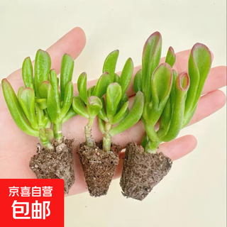 Lucky money string succulent plants office desktop green plants potted flowers good for novices traditional chinese culture lucky money trees 3