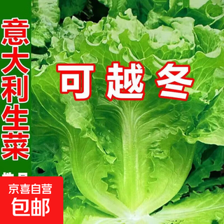Vegetable seed set shandong shouguang rapeseed encyclopedia various vegetable seeds hui four seasons lettuce seeds 1000 pieces