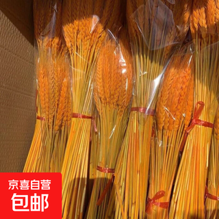 Natural golden wheat ears bouquet, dried flowers for opening, barley ornaments, living room pastoral flower arrangement, shooting props, fine wheat ears, 100 pieces, 2 handfuls