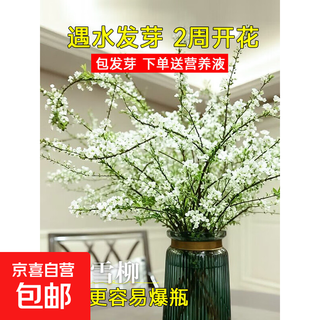 Trockene und frische zweige der schneeweide werden für blumenarrangements im wasser gezogen. hydrokulturpflanzen sind frische blumen. zimmerpflanzen mit knospen sind grünpflanzen. drachenweide ist ein gutes leben. noch am selben tag werden frische schneeweidenzweige von 60–70 cm geschnitten. 30 zweige + kostenlose nährlösung