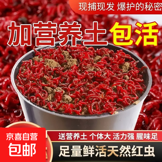 Fresh red worms, live bait, feed fish, wild fishing crucian carp bait, fishing fresh hexagonal dinosaur, with soil, free box - hand-sifted extra large male worms, net weight without soil, 50 grams