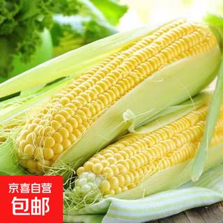 Fresh sweet corn freshly picked fresh fruit corn fresh sweet corn on the cob fresh vegetables can be eaten raw for breakfast fresh fruit corn 3jin jin equals 0.5kg net weight starting from 300g