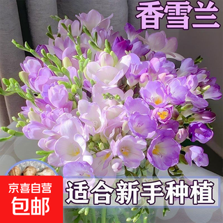 Authentic alyssum bulbs, freesia potted plants, double-flowered plants that bloom all year round, easy to grow, good for soil cultivation of flowers, 5 mixed-color alyssum bulbs with a circumference of about 9cm