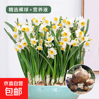 Zhangzhou daffodil bulbs hydroponic cold-resistant winter all-season flowers new year's eve flowers courtyard and indoor balcony indoor plants selected 1 ball + nutrient solution circumference 16-19cm