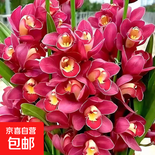 Цимбидиум зима с бутонами в горшке Новогодний цветок орхидея комнатное растение свежие цветы гостиная зеленое растение морозостойкий Хуэйлань красный халат сильный саженец