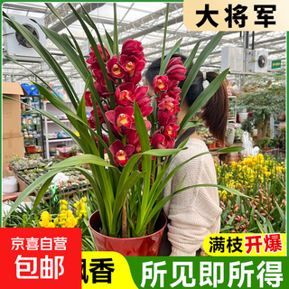 Cymbidium-winter mit knospen, eingetopfte silvesterblume, orchideenpflanze, frische innenblumen, wohnzimmer, grüne pflanze, kältebeständig, allgemeine huilan-sämlinge im großen stil