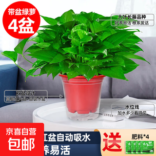 Pothos potted indoor plants for new homes, air purifying green plants, flowers, long vines, 4 pots of 180# pothos, high red pots, water-absorbing basins, free 8 fertilizers
