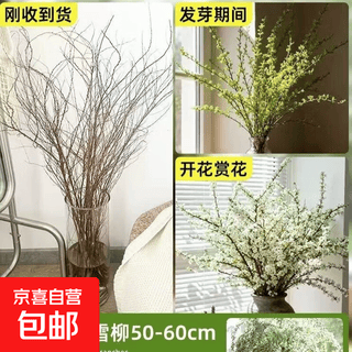 Frische zweige der schneeweide mit knospen, trockene zweige, wasserkultivierte setzlinge, balkon-wohnzimmer im innenbereich, blumen, grünpflanzen, topf-hydrokulturpflanzen, ausgewählte 10 zweige der schneeweide 50–60 cm