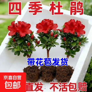 Delivered with flower buds, four-season flowering azalea potted office balcony green plants, evergreen flower bonsai, azalea, red azalea, buy one and get three trees