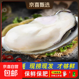 Fresh rushan oysters fresh authentic rushan oysters sea oysters 5 jin jin equals 0.5 kg box/10 jin jin equals 0.5 kg box 3xl medium oysters (12-18 pieces per box) with box 5 jin jin equals 0.5 kg