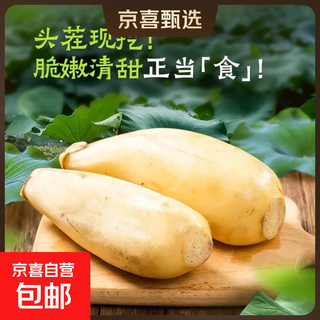 Fresh lotus root is crisp, tender and juicy. seasonal fresh lotus root is sweet and cold as a snack. premium lotus root - 5 jin jin is equal to 0.5 kg.