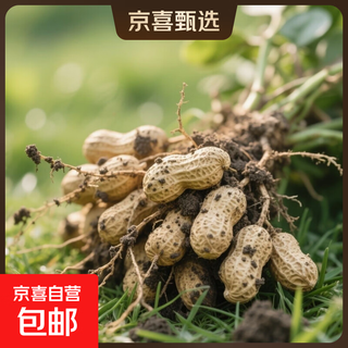 Fresh shelled peanuts, wet peanuts, freshly dug freshly harvested seasonal peanuts, boiled fresh peanuts, fresh peanuts 2jin jin is equal to 0.5kg, packed