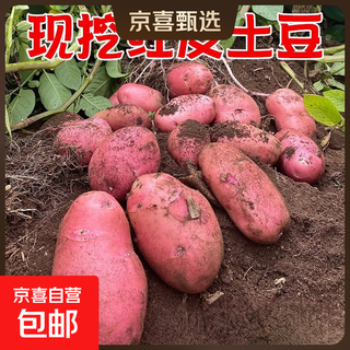 Really cheap red-skinned potatoes, plateau yellow-heart potatoes, red-skinned yellow-heart potatoes, vegetables and fruits, red-skinned potatoes, half jin jin is equal to 0.5 kilograms, 1-3 taels per fruit