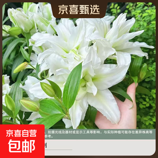 Imported double-flowered perfume lily bulbs are easy to grow and grow in all seasons, indoor and outdoor balcony flower potted perennial. double-flowered lily bulbs aisha 3 balls specifications16/18 diameter 5-7cm