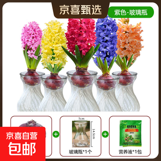 Imported hyacinth seed bulbs, large ball hydroponics office soil culture potted plants, winter cold-resistant flowering, easy to grow flowers for novices, miss saigon glass set, circumference 16/17cm