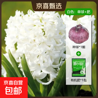 Imported hyacinth seed bulbs, large ball hydroponic office soil culture potted plants, winter cold-resistant flowering, easy to grow flowers for novices, white pearls, circumference 16/17cm