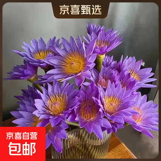 Rose flower shop's same flowers kunming base direct birthday fresh cut bouquet vase chinese valentine's day gift purple water lilies 10 pieces shipped from guangzhou