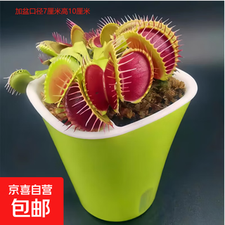 Flytrap potted nepenthes carnivorous plant summer mosquito-eating insect catcher indoor fun green plant beauty teeth flytrap large seedling free water-absorbing potted plant for good delivery