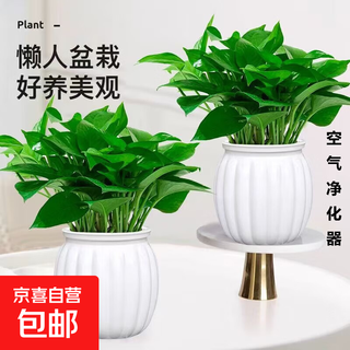 Special offer of potted plants for indoor living room and office, formaldehyde-absorbing, air purifying, hydroponic plants, green plants and flowers that are easy to grow. popular 2 pots, potted plants + white pumpkin pots, self-absorbing. the overall pot height is 20-25cm.