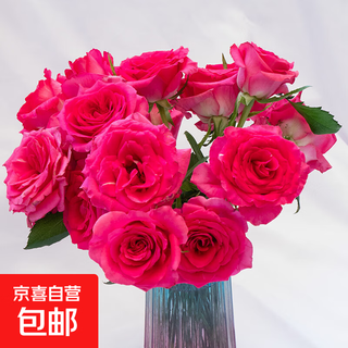 Rosas flores de yunnan al por mayor flores reales flores para el hogar florero cultivo de agua regalo de vacaciones flores rosas floyd rosa 18 + 2 tallos prevención de pérdidas