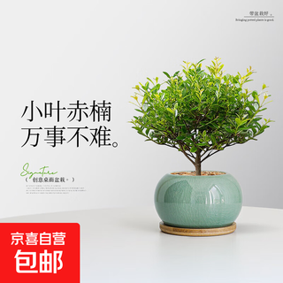 小叶赤楠桌面招财办公室内小盆栽绿植四季常青净化空气好养植物 小叶赤楠（蓝釉冰裂陶瓷盆）+竹托 带盆栽好