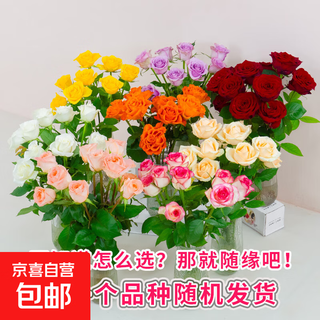 Roses jingdong cold chain yunnan direct delivery festival flower bouquet home water-raised flower arrangement chinese valentine's day gift 3 brand base soilless roses in random colors 10 stems pole length 45-50cm