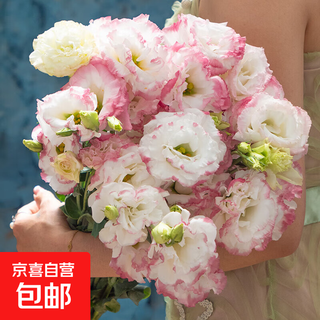 Lisianthus flowers yunnan straight hair home water-raised bouquet classic matching flower arrangement chinese valentine's day gift fresh cut flowers random color lisianthus 20-25 buds