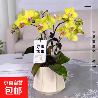 New year's eve flower phalaenopsis indoor flower potted green plant living room blooms all seasons spring festival new year's decoration new year orchid yellow series 3 sword phalaenopsis random varieties nordic pots