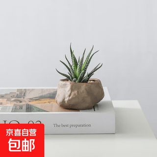 Wanzhongshan maceta sol rojo celebridades de internet suculentas sala de estudio escritorio interior fácil de cultivar plantas verdes y bonsáis de flores para personas perezosas doce volúmenes + maceta de arrecife de isla bueno con plantas en macetas