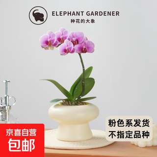 New year's eve flowers spring festival phalaenopsis potted flower seedlings desktop decoration flowers and plants good for all seasons green plants new year's goods pink phalaenopsis with small resin ufo set pot
