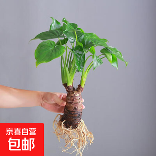 Hydroponic plant thousand-hand guanyin potted plant purifies the air indoor large leaf dripping guanyin monstera green plant absorbs formaldehyde medium single plant 3 heads (40-50cm)