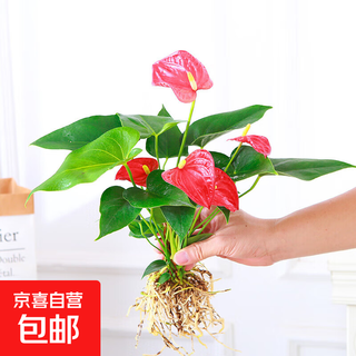 Anthurium hydroponic potted indoor easy-to-grow aquatic flowers, white palm green plants, smooth sailing, living room flower plants, pink palm, 1 anthurium (excluding others), overall height (28-35cm)
