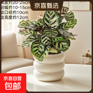 Peacock arrowroot potted green plant indoor foliage all-season evergreen air purification office lazy small potted plant peacock arrowroot + michelin circle resin pot with pot