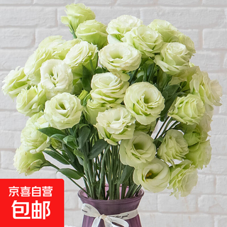 Lisianthus flowers yunnan straight hair home water-raised bouquet classic matching flower arrangement chinese valentine's day gift fresh cut flowers green lisianthus 20-25 buds