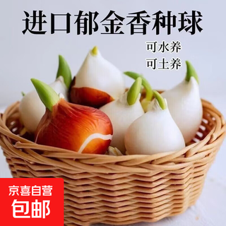 Tulip bulbs are hydroponic flower plants, indoor water-cultured potted plants bloom in all seasons, easy-to-live seeds, good for feeding green plants, 10 mixed-color tulip bulbs