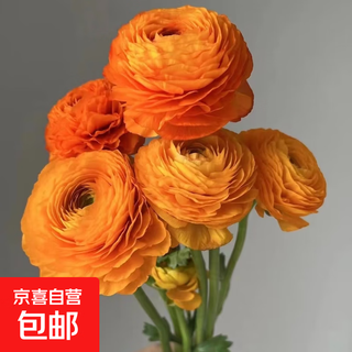 Peony specialty 12 base wholesale high-grade peony fresh cut flowers yunnan fresh flowers bouquet peony orange 10 branches + imported preservative