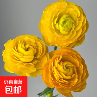 Peony specialty 12 base wholesale high-grade peony fresh cut flowers yunnan fresh flowers bouquet peony yellow 10 branches + imported preservative