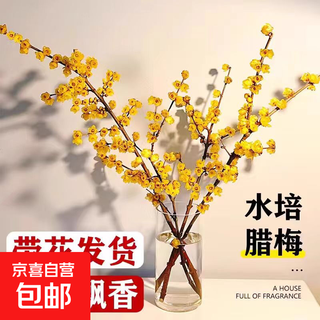 Wintersweet fresh cut flower australian snow willow hydroponic plant indoor living room desktop new year's eve flower potted plant (novice trial pack) selected wintersweet branches 20-30 cm 3 branches + nutrient solution